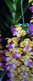 ORCHID PLANTS Vanda Aerodes houlletiana Highly fragrant hard to find rare Orchids
