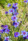 200 BLUE EYED GRASS (Western or Californian) Sisyrinchium Bellum Flower Seeds Flowering Plants