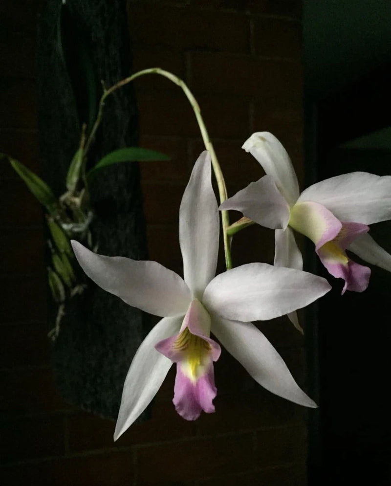 White and pale pink orchid with yellow center, green stem and leaves