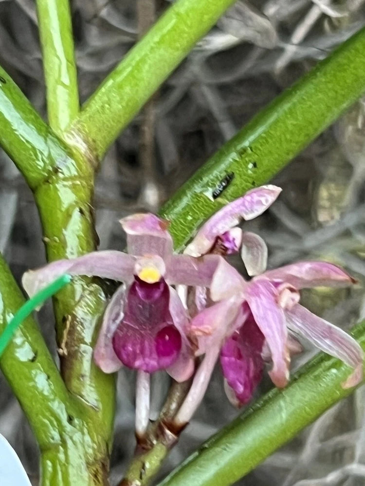 Miniature orchid plant with pink-purple flowers and green stems