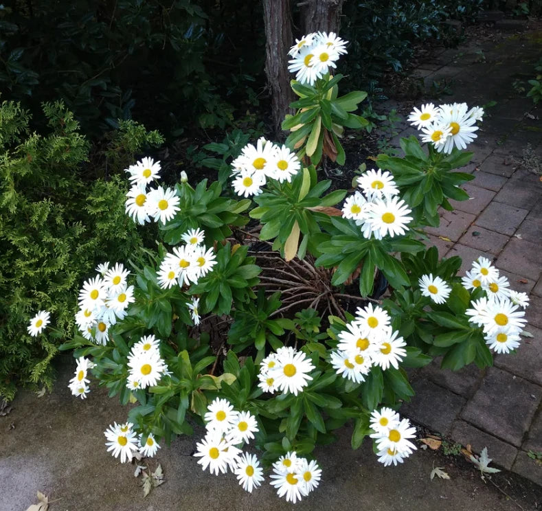 2 Montauk Daisy Plants Nippon Daisy White Daisies Flowers Plants 4-8"Tall Flowering Plants