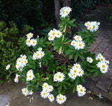 2 Montauk Daisy Plants Nippon Daisy White Daisies Flowers Plants 4-8"Tall Flowering Plants
