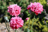 250 Bombast ROSE PEONY POPPY Papaver Peoniflorum Flower Seeds Flowering Plants