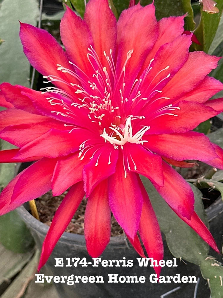 Orchid cactus starter plant with bright red-pink flower and white stamens