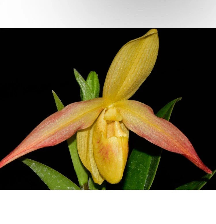 Red and yellow orchid flower with green leaves