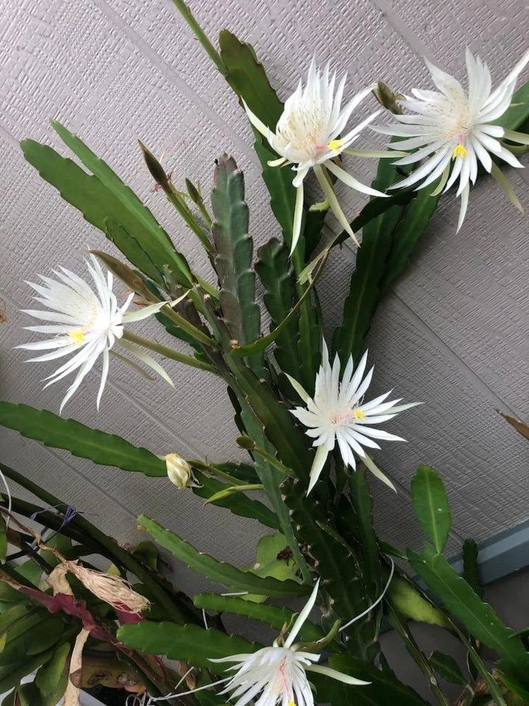 Fresh epiphyllum cactus cutting with green stems and white star flowers