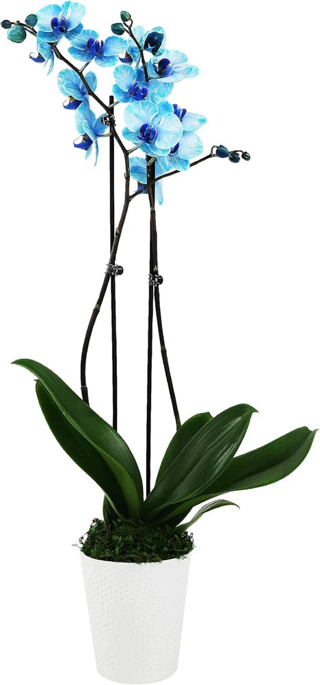 Blue and purple orchid plant in white pot with green leaves