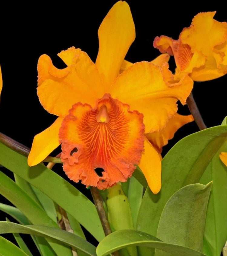 Orange and yellow orchid plant with broad green leaves and clustered blooms