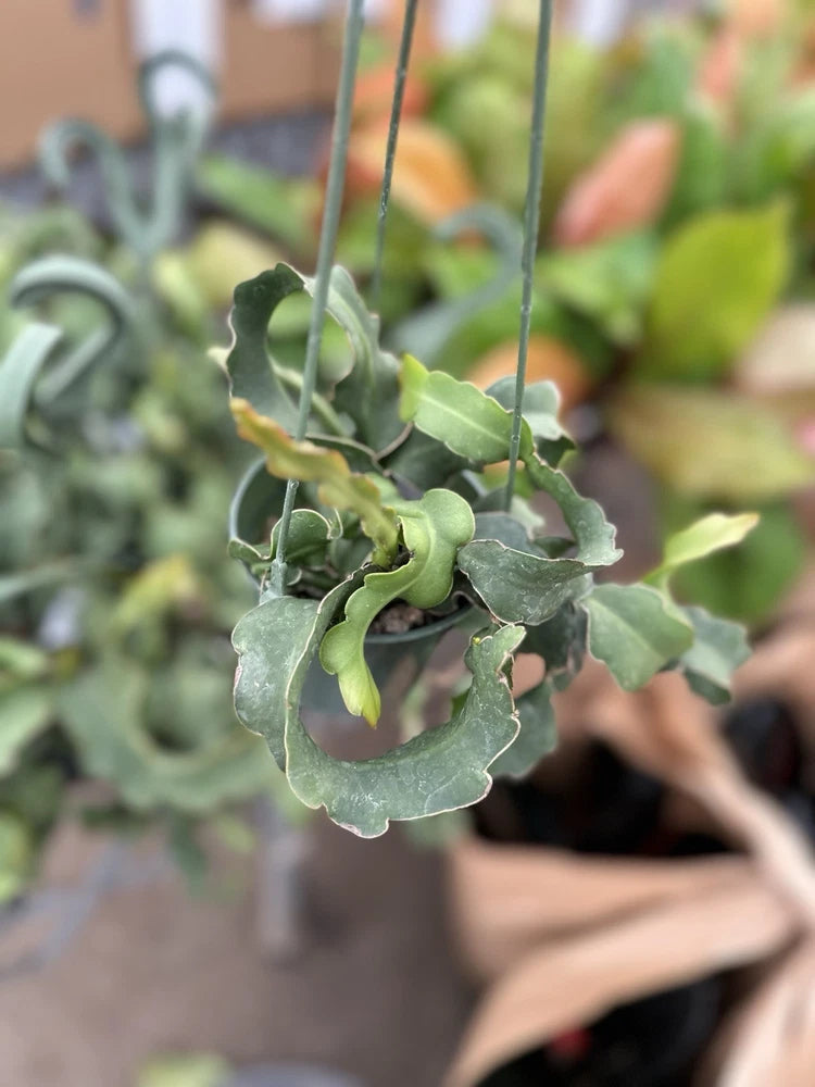 Monstrose cactus orchid plant in a 4-inch pot, curly green foliage.