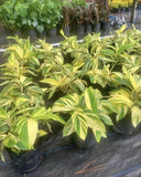 ginger root plant In Pot Orchids