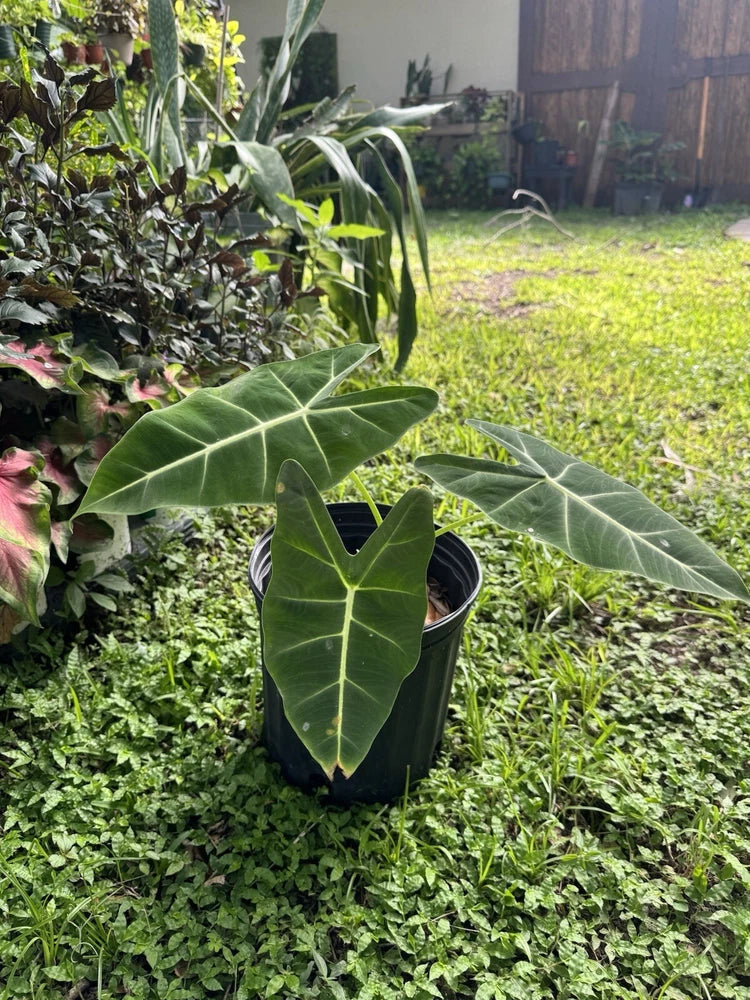 Green Velvet Alocasia Orchids