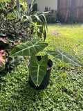 Green Velvet Alocasia Orchids