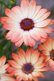 25 SALMON AFRICAN DAISY Dimorphotheca Sinuata Apricot Flower Seeds *Comb S/H Flowering Plants