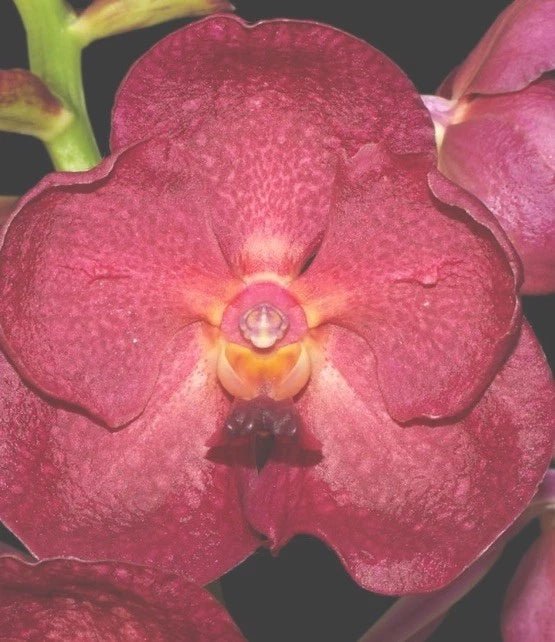 Red orchid flower in bloom, close-up view of petals and center