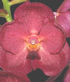 V. Kultana Red Delight XV. Corrals, 2Ó Pot, Bare Root Orchids