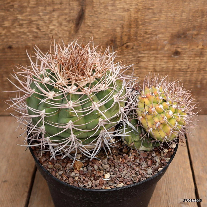 Green Gymnocalycium cactus in black pot with long spines and small yellow buds