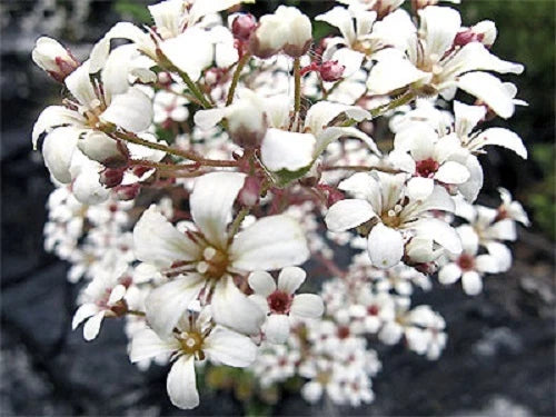 75+ PURE WHITE SAXIFRAGA "SPRING SNOW" FLOWER SEEDS / EVERGREEN PERENNIAL / GIFT Flowering Plants