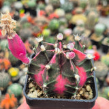 Gymnocalycium mihanovichii 'Pink Diamond' hybrid   20seeds   harvest 2025 Roses
