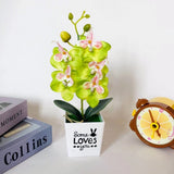 Low maintenance Phalaenopsis Flower Plants for Indoor and Outdoor Decor Green Plant