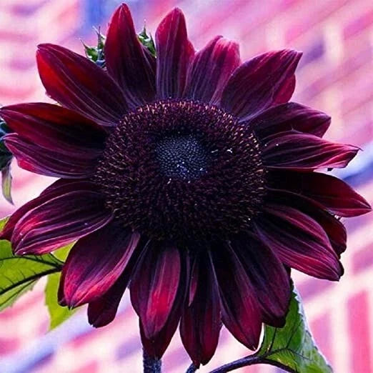 Purple Chocolate Cherry Sunflower Seeds for Planting - 25 Non-GMO Heirloom Seeds Sunflower