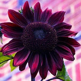 Purple Chocolate Cherry Sunflower Seeds for Planting - 25 Non-GMO Heirloom Seeds Sunflower