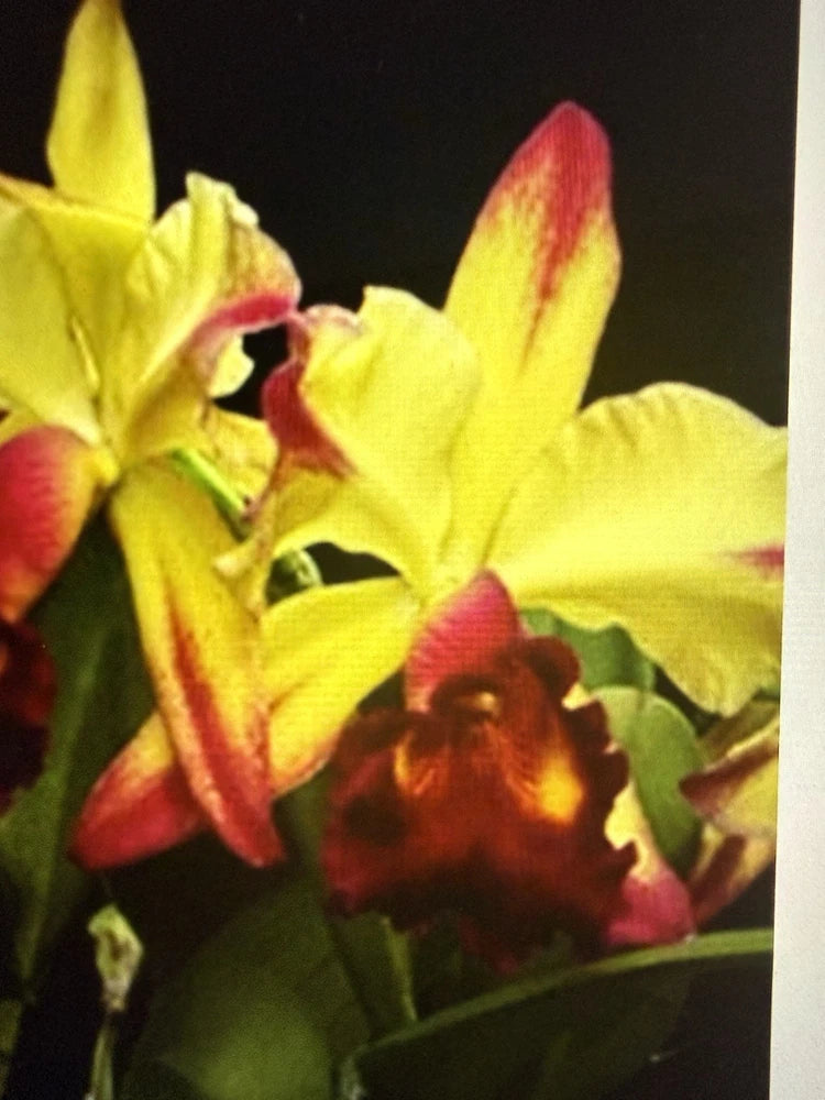 ORCHID PLANTS Dora Louise Capes Lea Am/Aos 4 in pot Orchids