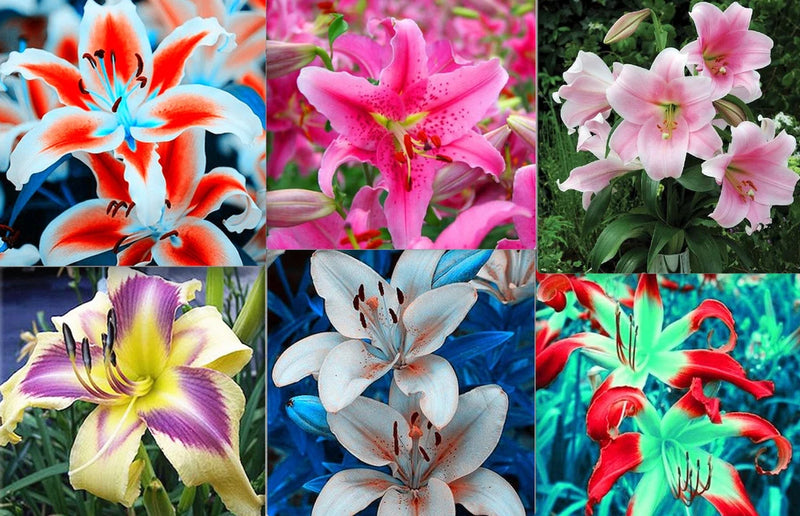 20 SEEDS for MIXED COLORS LILY RARE flower Bloom exotic garden plant USA Seller Lily