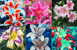 20 SEEDS for MIXED COLORS LILY RARE flower Bloom exotic garden plant USA Seller Lily