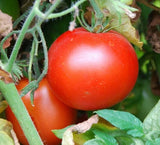 RUTGERS TOMATO SEEDS 100+ GARDEN culinary COOKING vegetables SAUCE FREE SHIPPING Garden Plants