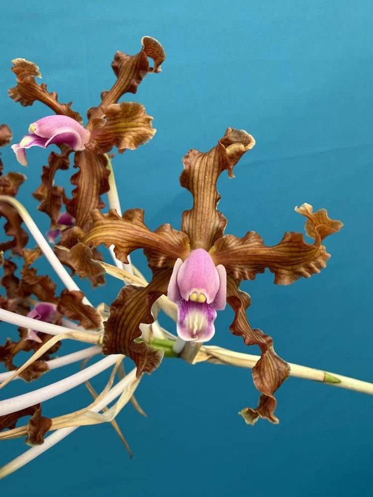 Orchid plant with small purple and cream flowers on woody branching stems