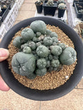 7-11CM LW selfroot Multi Heads Cactus PlantBeautiful Garden DŽcor Boutique Garden Plants