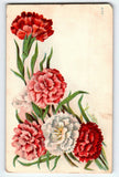Vintage 1912 Postcard Red & White Carnations Floral Artwork Carnation