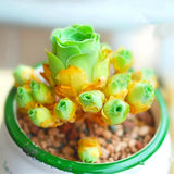 Lithops bonsai SS0067 Living Stones Flower Succulent Cactus Rare Succulent seeds Orchids