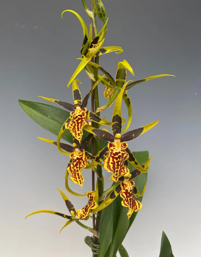 (481-4) Bnfd Gilded Tower  'Mystic Maze'  HCC/AOS   FS Orchids