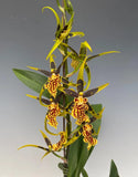 (481-4) Bnfd Gilded Tower  'Mystic Maze'  HCC/AOS   FS Orchids