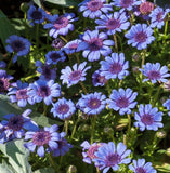 Daisy THE BLUES Felicia Heterophylla Blue Heirloom Pollinators Non-GMO 50 Seeds Daisies