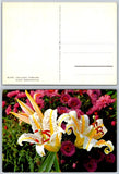 Golden-banded Lily Lilium Auratum Flower Postcard Edition Stehli Switzerland Lily