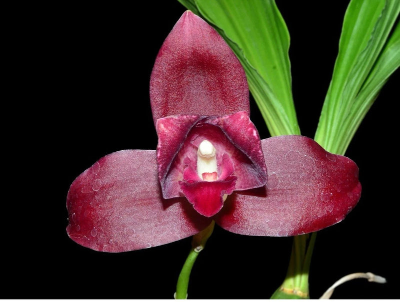 Maroon and pink orchid flower with a dark center and curled petals
