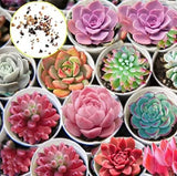 30 Hens and Chicks Cactus Succulent Seeds to Plant Garden Plants