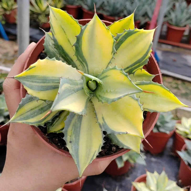 8CM Succulent Agave Plant Agave Potatorum Verschaffelti Variegated Home Garden Garden Plants