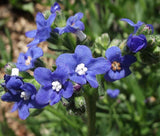 BUGLOSS BLUE ANGEL Anchusa Capensis - 250 Bulk Seeds Garden Plants