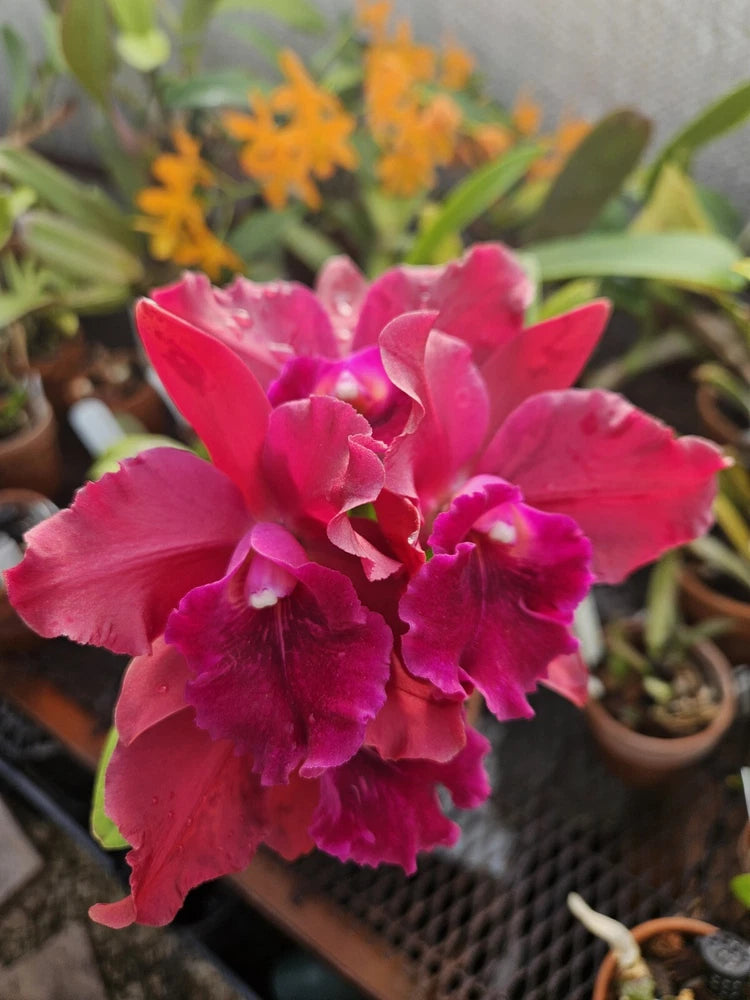 Pink and magenta ruffled orchid bloom cluster on a potted plant