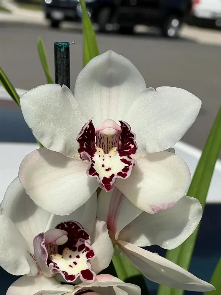 White cymbidium orchid blooms with maroon-speckled centers, in a pot