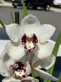 Cymbidium Barrita Brilliance 'Cookies & Cream' ~ 1 Gallon Pot Orchids