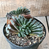 D5613 HAWORTHIA TRUNCATA pot14-H7-W16 cm MaMa Cactus Green Plant