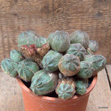 D7156 EUPHORBIA PSEUDOGLOBOSA MONSTER pot13-H11-W17 cm MaMa Cactus Green Plant