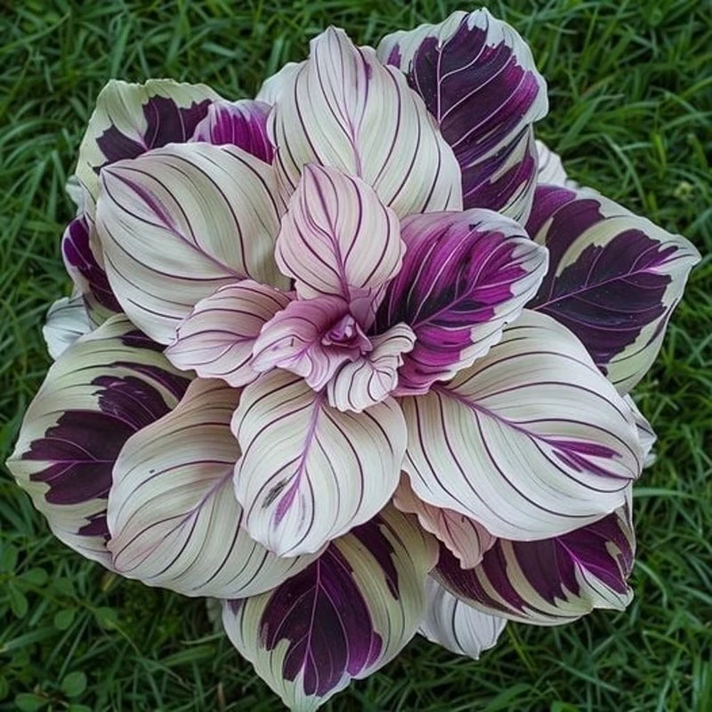 25+ Purple Beauty Calathea Seeds for Garden Planting - USA - FREE SHIPPING! Garden Plants