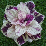 25+ Purple Beauty Calathea Seeds for Garden Planting - USA - FREE SHIPPING! Garden Plants