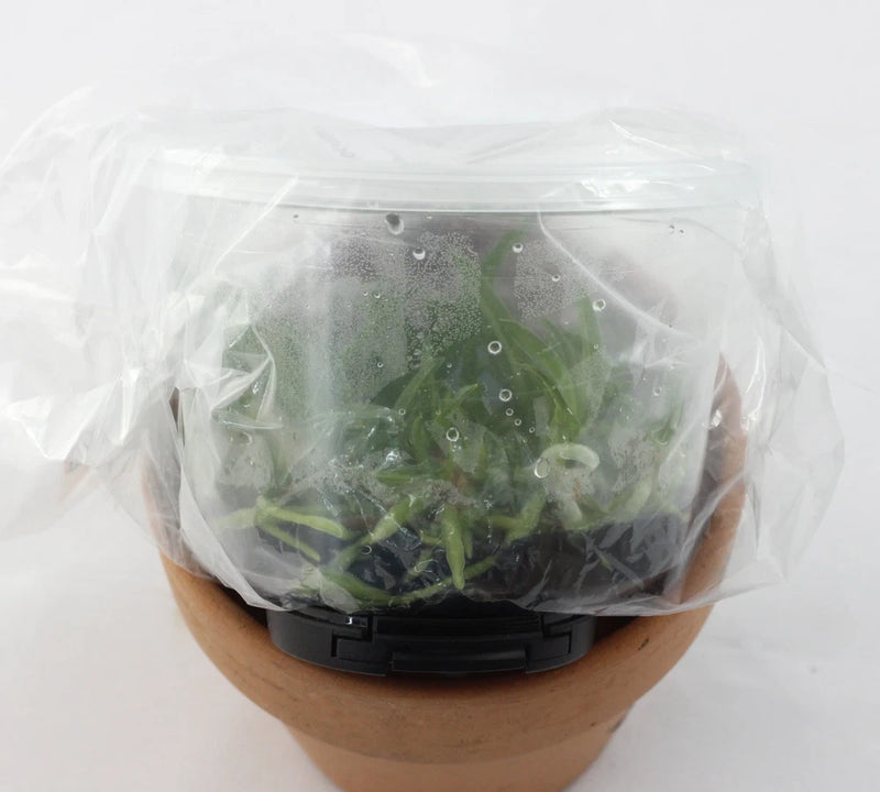 Potted orchid plant in terracotta pot, wrapped in clear plastic