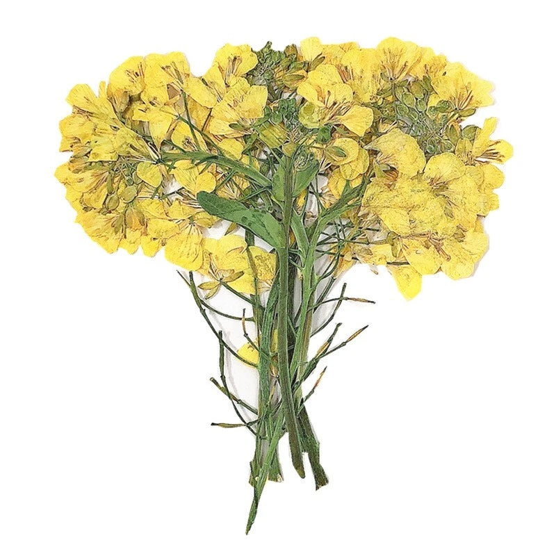 12-piece pressed dry flower set with yellow blooms and green leaves on stems